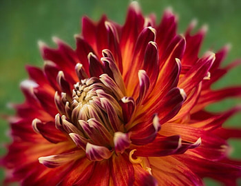 Red dahlia, Dahila, Flower, Petals, Red HD wallpaper