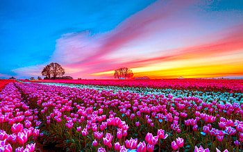 Field, , Tulip, Flower, Pink Flower, Sky, Sunset, Flowers HD wallpaper