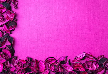 Elegant pink background with scattered dried floral petals, perfect for design or web use. HD wallpaper