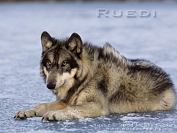 BEAUTIFUL WOLF ON ICE :), beautiful wolves, grey wolves, wolves, black wolf, dogs, ice HD wallpaper