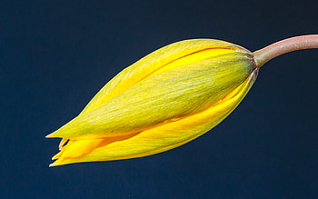 Tulipa sylvestris - Wild tulip or Woodland tulip, bud, nature, tulip HD wallpaper