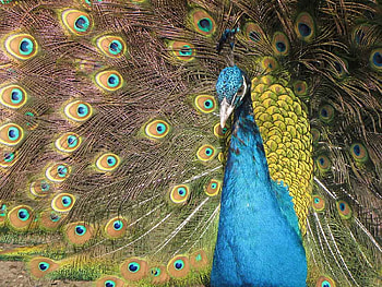 peacock, colourful, bird, india HD wallpaper