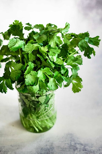 Fresh cilantro, Keep fresh recipe, Growing cilantro, Cilantro seeds HD phone wallpaper