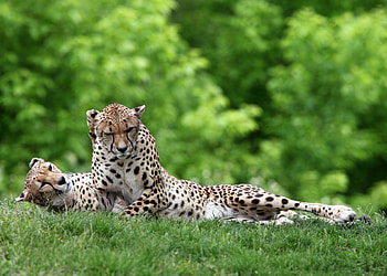 Animals, Grass, Cheetah, Predators, Couple, Pair, To Lie Down, Lie HD wallpaper