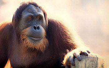 Animals, Muzzle, Monkey, Wool HD wallpaper