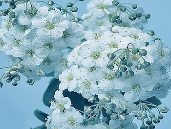 Simply Beauty, simply, beauty HD wallpaper