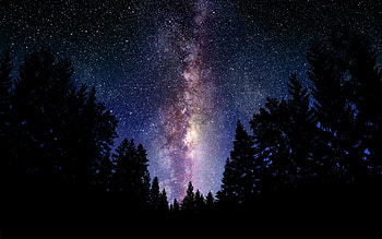 Forest, Milky Way HD wallpaper
