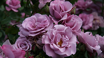 Flowers, Rose Flower, Rose, Petals, Wild HD wallpaper