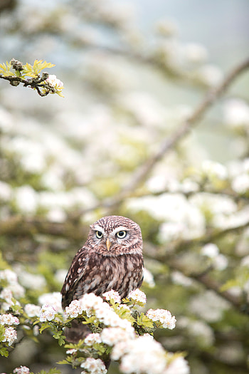 Animals, Flowers, Owl, Bird, Predator, Spring HD phone wallpaper