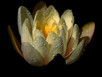 Flowers, Drops, Petals, Water Lily HD wallpaper