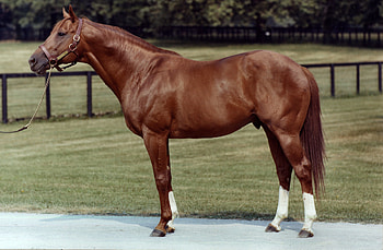 Secretariat - Horse, animal, horse, graphy, thorobred, beautiful, wide screen, equine, , thoroughbred HD wallpaper
