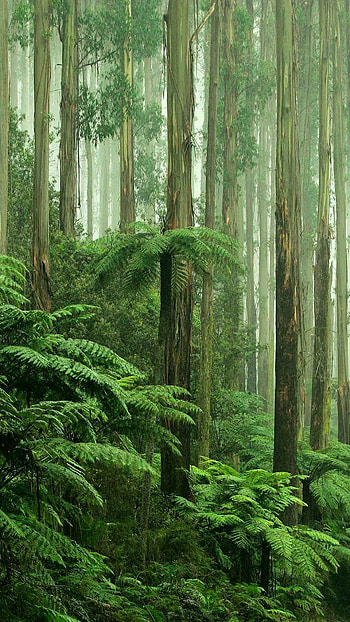 Enchanting screensavers, Rainforest serenade, 's oasis, Tropical escape HD phone wallpaper