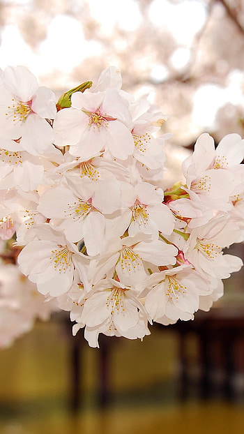 Flowers , Spring HD phone wallpaper