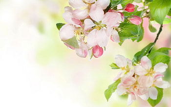 Plants, Flowers HD wallpaper