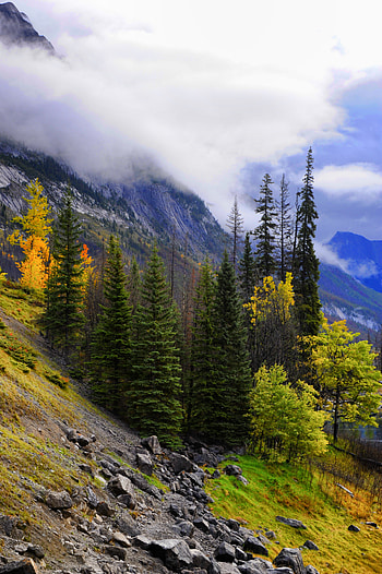Nature, Trees, Stones, Mountains, Fog HD phone wallpaper