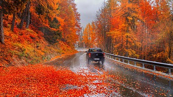 Black Car On Road Between Red Yellow Green Autumn Leaves Trees Forest Nature HD wallpaper