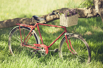 garden, bicycle, abstract, spring HD wallpaper