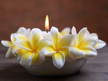 frangipani, flowers, fangipani, kerzen, blueten HD wallpaper