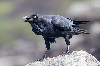 Raven attacking drone, Delivering coffee, Mid air, Terrifying video HD wallpaper