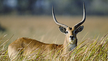 Antelope Forest Grass HD wallpaper