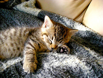 WINTER BREAK, kitty, sleeps, cat, adorable, pet HD wallpaper
