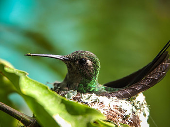 Cuban Emerald Hummingbird, animal, hummingbird, bird, nest HD wallpaper