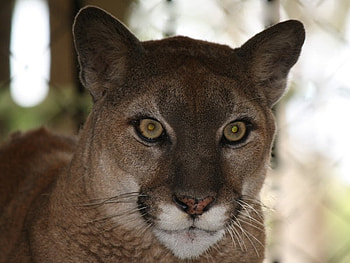 Puma, cat, wild, strong HD wallpaper