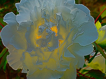 Fire White , white, graphy, peony, blooms, fire HD wallpaper
