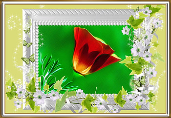 FRAMED FLOWERS, FLOWERS, NATURE, FRAMED HD wallpaper