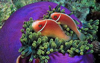 Fish actinium, Tropical fish, Sea Anemone HD wallpaper