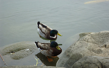 Animals, Stones, Lake, Duck, To Swim, Swim HD wallpaper
