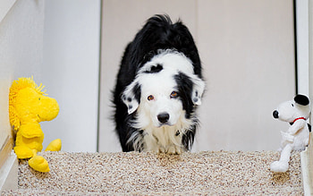 Animals, Toys, Dog, House HD wallpaper