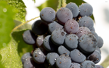 Fresh black grape, Stunning graphy, Unique , Captivating HD wallpaper