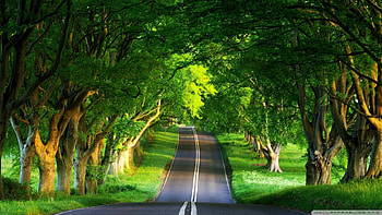 Green Nature One HD wallpaper