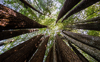 Redwood forest , Captivating landscapes, Nature's , Digital escape HD wallpaper