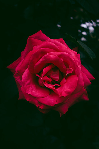 Flowers, Bush, Rose Flower, Rose, Bud HD phone wallpaper