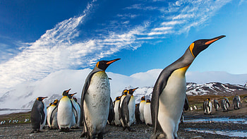 penguin , Striking visuals, delight, Captivating scene HD wallpaper