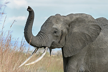 warning raised, african, grass, field, elephant HD wallpaper