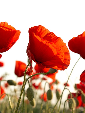 Poppy blossomed field, Captivating , Nature's beauty, Stunning display HD phone wallpaper