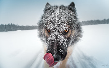 Wolf Close Up, wolf, animals HD wallpaper