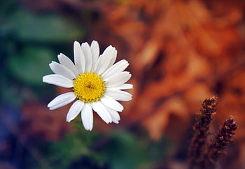 Camomile, Flower, Macro, Petals, Chamomile HD wallpaper