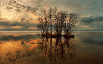 Nature, Water, Trees, Sunset, Lilac, Lake, Reflection HD wallpaper