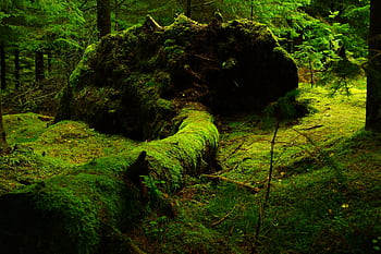 Explore a serene forest scene featuring a moss-covered fallen tree, lush greenery, and tranquil natural beauty. HD wallpaper