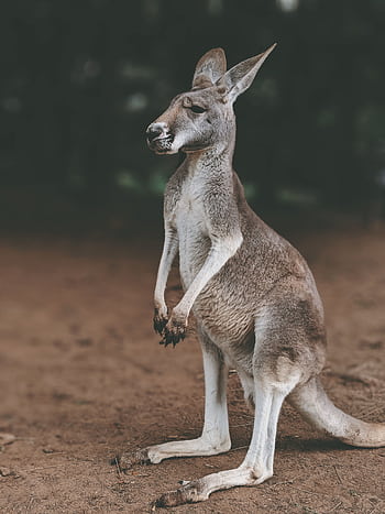 A kangaroo standing in an Australian wildlife setting, showcasing its natural beauty. HD phone wallpaper