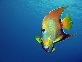 Angelfish, Fab Friday, Angelic, Travels HD wallpaper