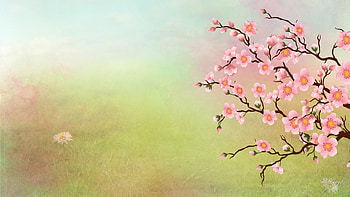 Spring Sensation, pink, abstract, sakura, floral, flowers, spring, cherry blossoms, Firefox Persona theme HD wallpaper