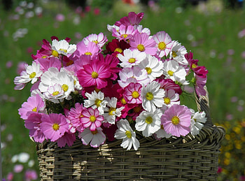 Flowers, Basket, Kosmeya, Cosmos, Sharpness HD wallpaper