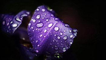 Drops, Flower, Macro, Petals, Dew HD wallpaper
