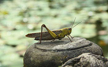 Grasshopper in nature, Leaf muncher, Camouflaged expert, Acrobatic insect HD wallpaper