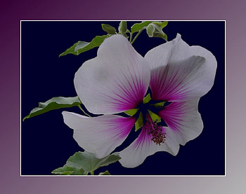 Hibiscus, flowers HD wallpaper